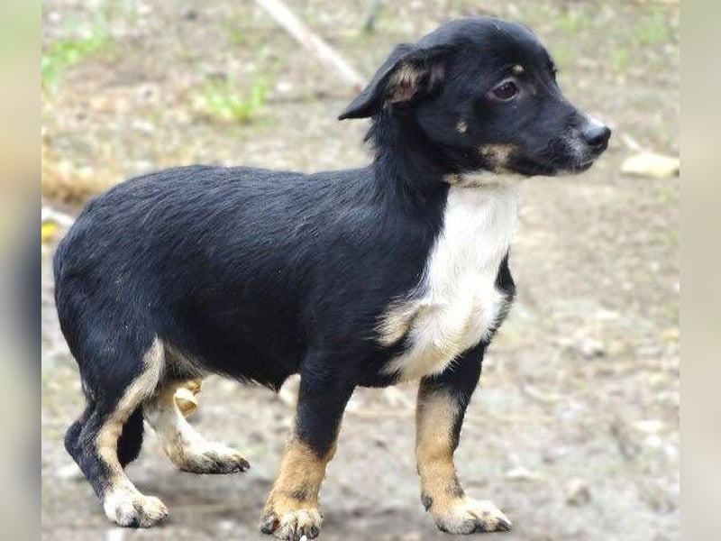 COCO, wer gibt der Süßen ein Zuhause?