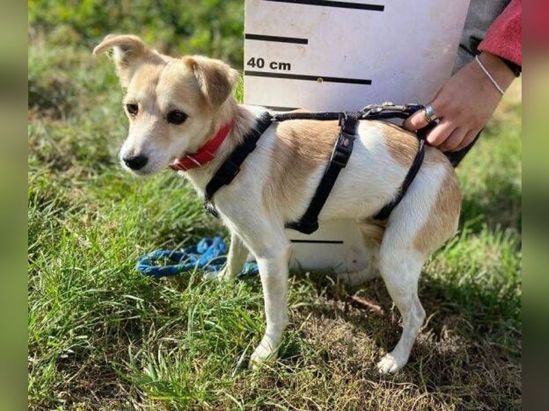 MIMI kleine Hundedame