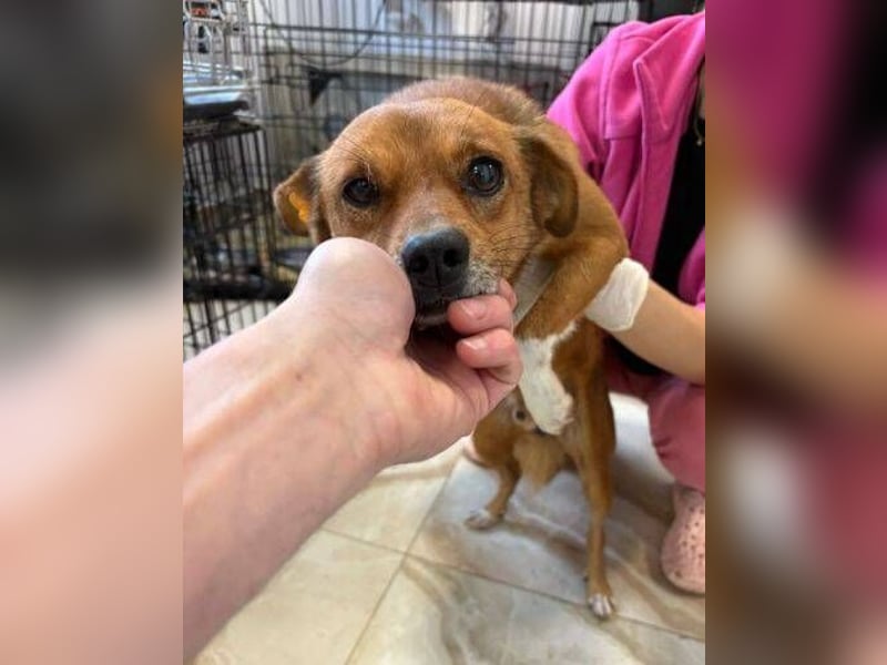 EMIL -wer ist sein Retter?