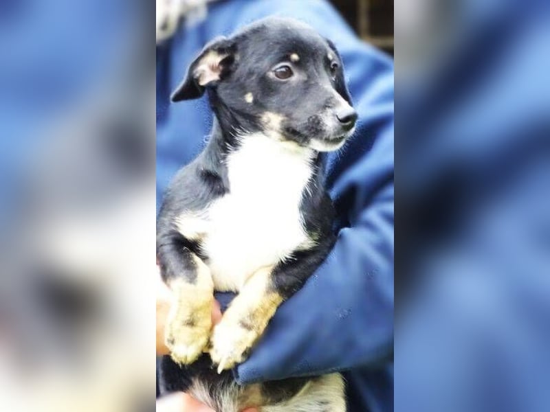 COCO, wer gibt der Süßen ein Zuhause?