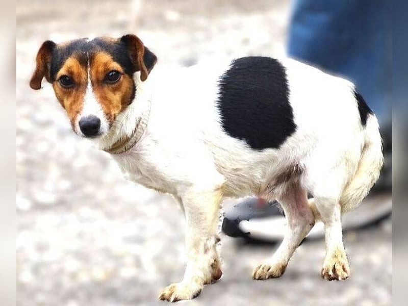 CLIO hat ein treues Hundeherzchen zu verschenken CLIO hat ein treues Hundeherzchen zu verschenken