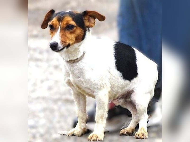 CLIO hat ein treues Hundeherzchen zu verschenken CLIO hat ein treues Hundeherzchen zu verschenken