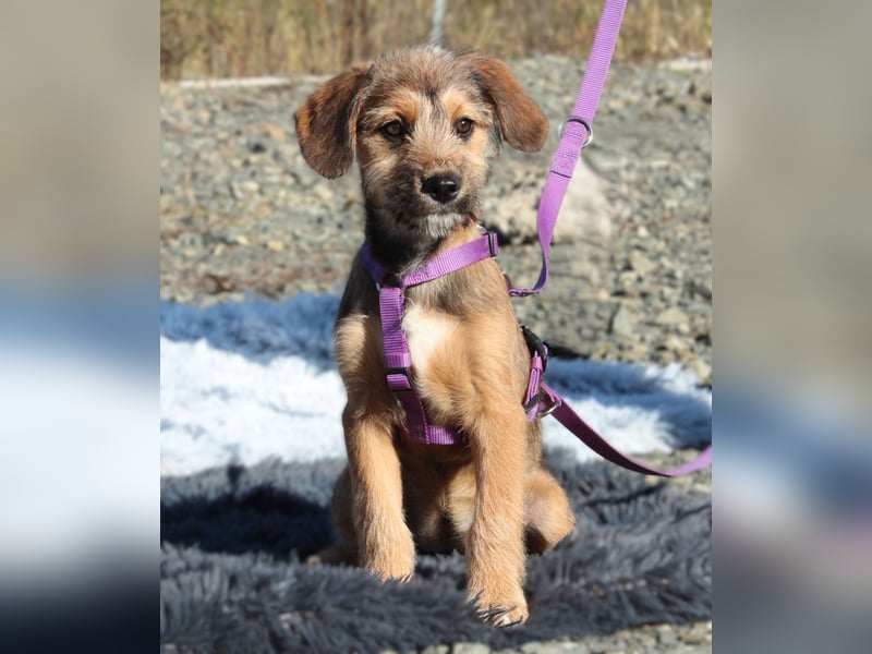 Coco -  sucht liebevolle Familie....