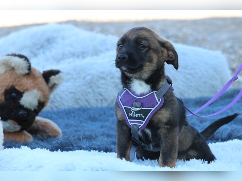 Fipsi sucht ihr Körbchen...