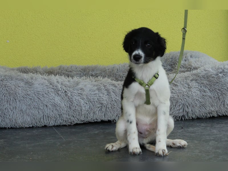 Momo sucht liebevolle Familie.... Momo sucht liebevolle Familie....