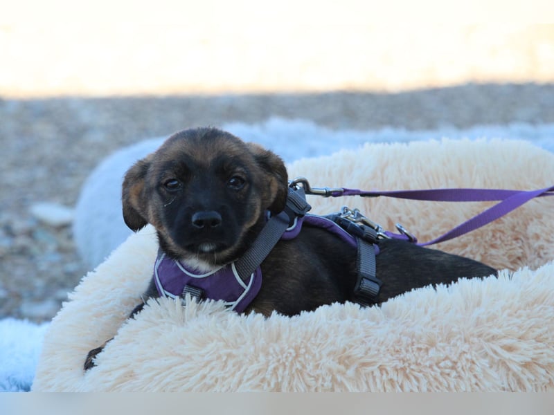 Fipsi sucht ihr Körbchen...