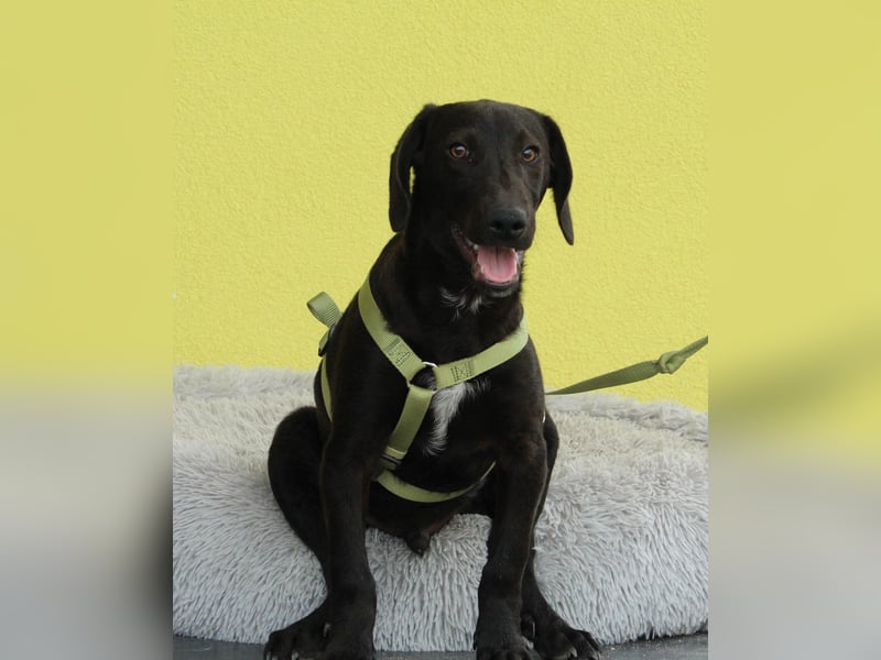 Relino möchte sein Herz verschenken...