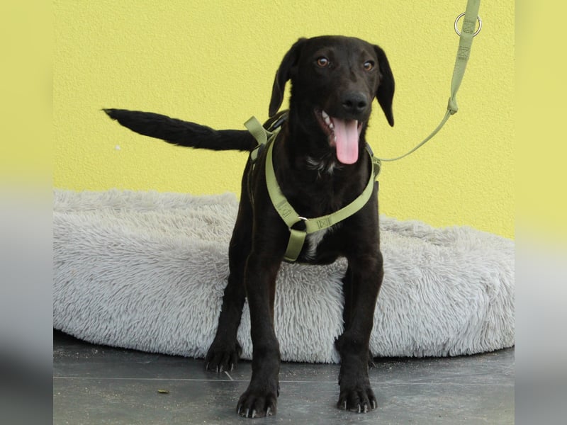 Relino möchte sein Herz verschenken...