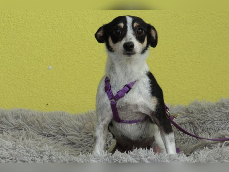 Melly – unsere sanfte Jack-Russell-Mischlingsdame