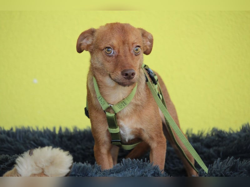 Hallo zusammen! Ich bin Amaro! Hallo zusammen! Ich bin Amaro!