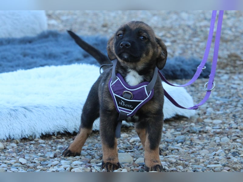 Fipsi sucht ihr Körbchen...