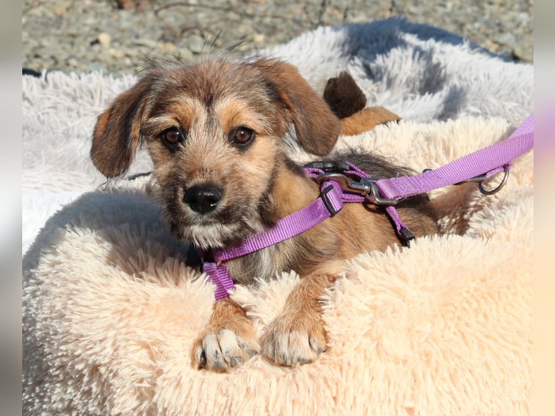 Coco -  sucht liebevolle Familie....