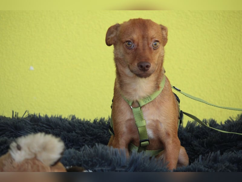 Hallo zusammen! Ich bin Amaro! Hallo zusammen! Ich bin Amaro!