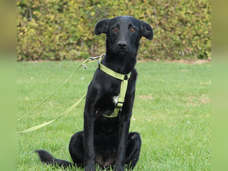 Sky sucht liebevolle Familie