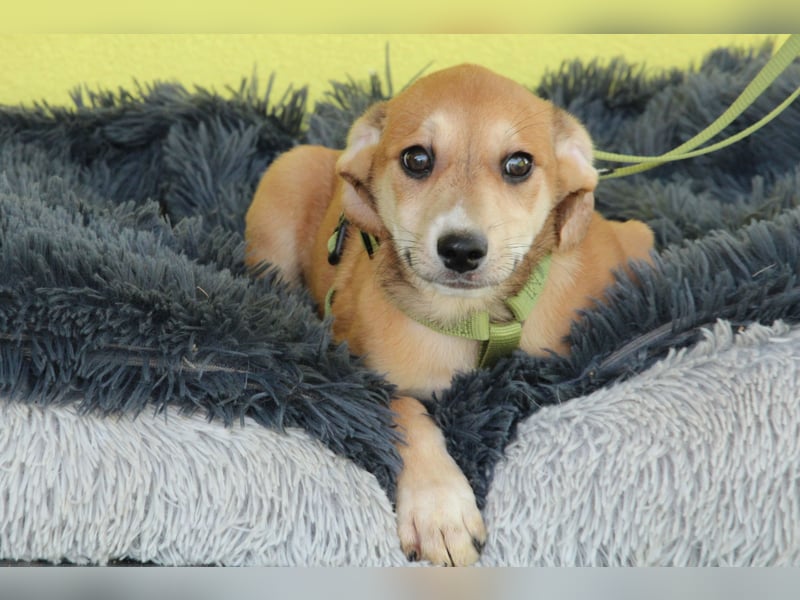 Anrai unser kleiner Prinz...