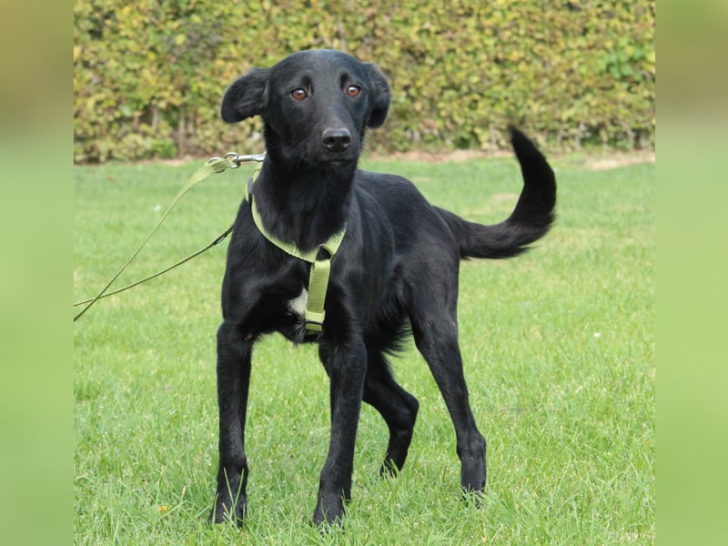 Sky sucht liebevolle Familie