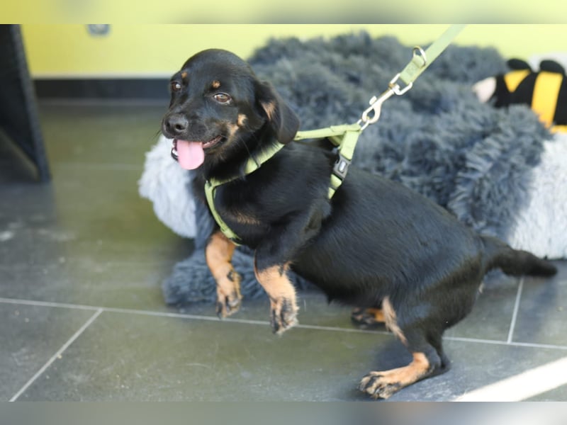 Candy sucht liebevolle Familie....