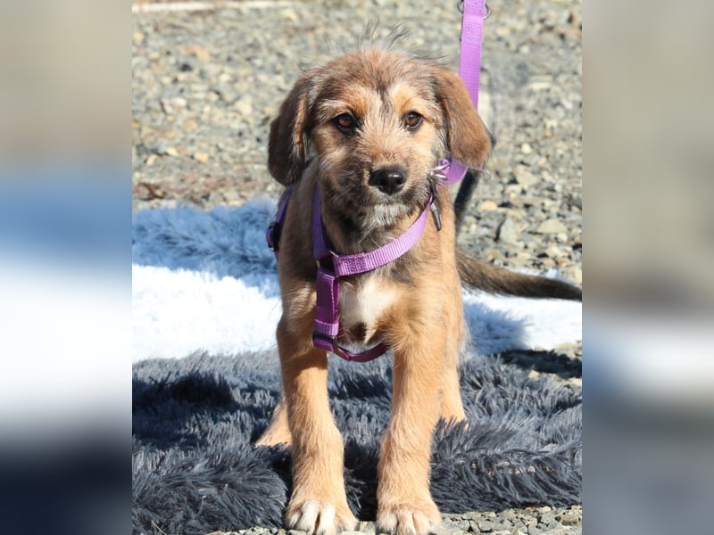 Coco -  sucht liebevolle Familie....