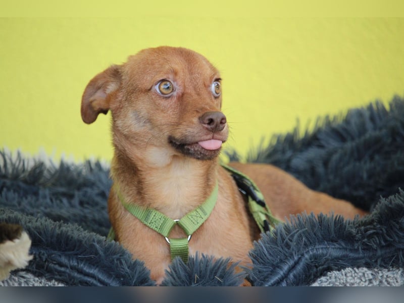 Hallo zusammen! Ich bin Amaro! Hallo zusammen! Ich bin Amaro!