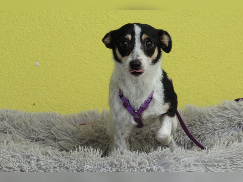 Melly – unsere sanfte Jack-Russell-Mischlingsdame