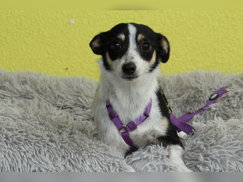 Melly – unsere sanfte Jack-Russell-Mischlingsdame