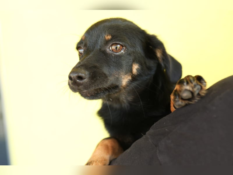 Candy sucht liebevolle Familie....