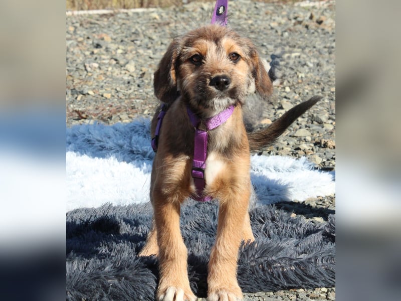 Coco -  sucht liebevolle Familie....