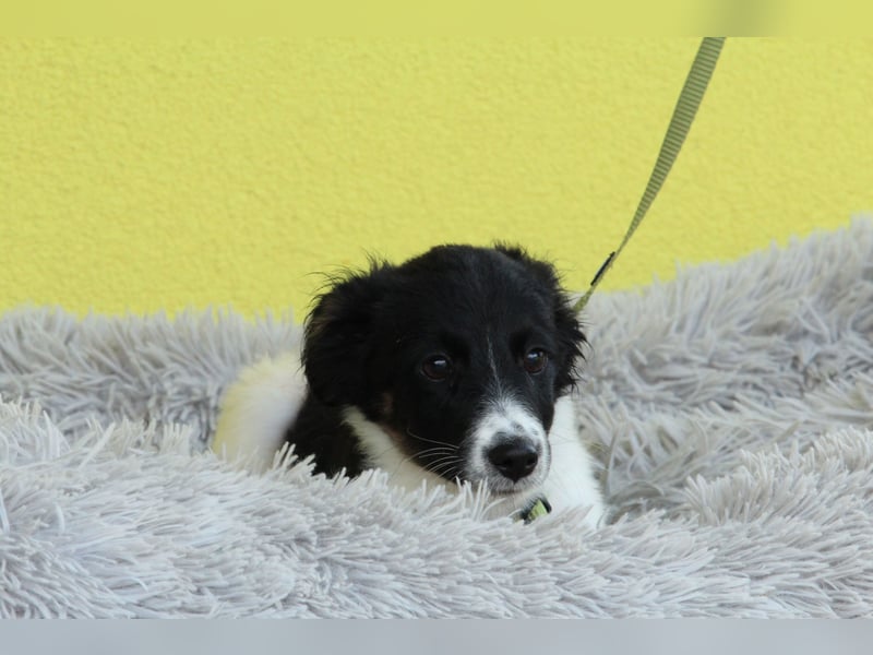 Momo sucht liebevolle Familie.... Momo sucht liebevolle Familie....