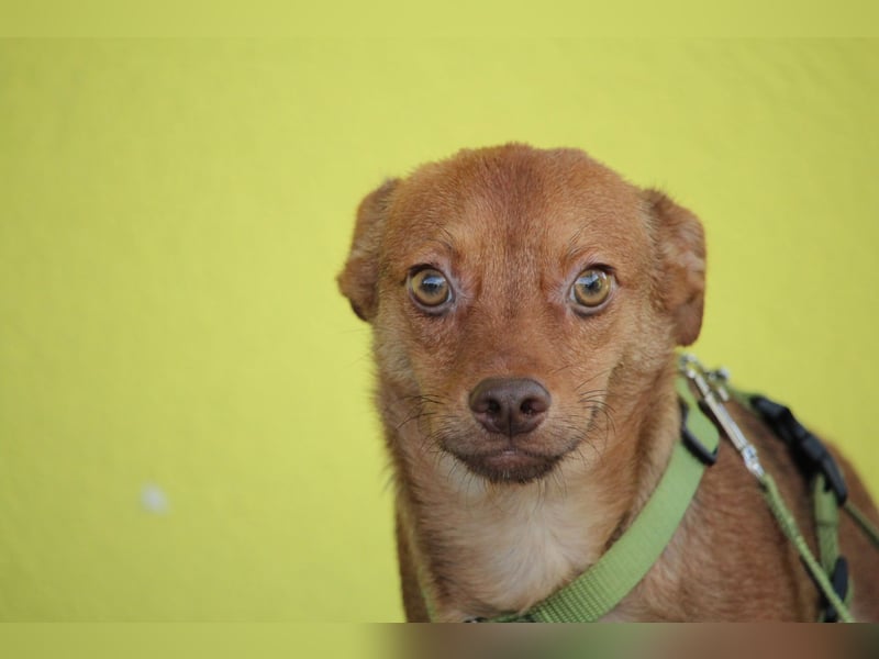 Hallo zusammen! Ich bin Amaro! Hallo zusammen! Ich bin Amaro!