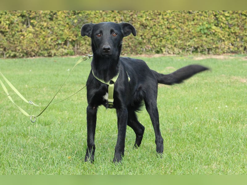 Sky sucht liebevolle Familie