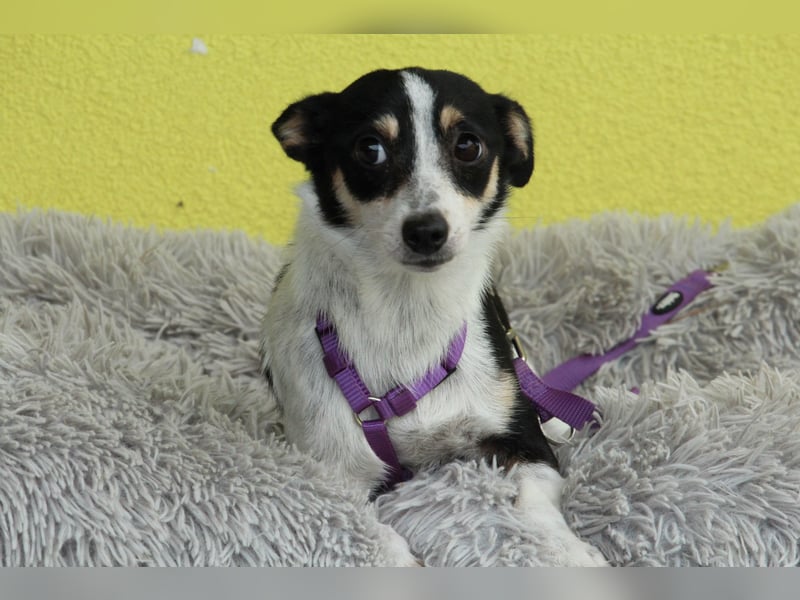 Melly – unsere sanfte Jack-Russell-Mischlingsdame
