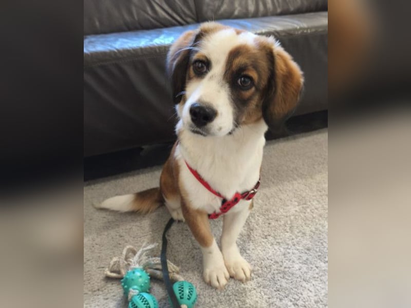 LANA❤️verspielt, sanft und voller Vertrauen: ein Herz für Groß und Klein!