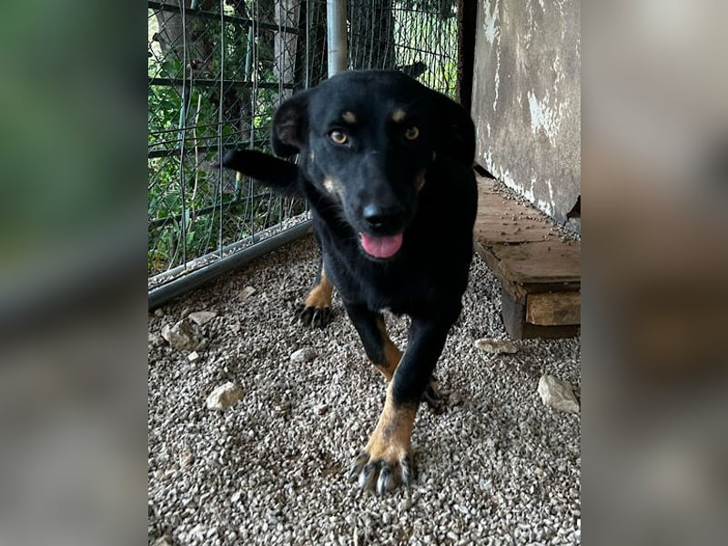 YARINA❤️zartes Hundemädchen möchte endlich aus dem Tierheim ausziehen