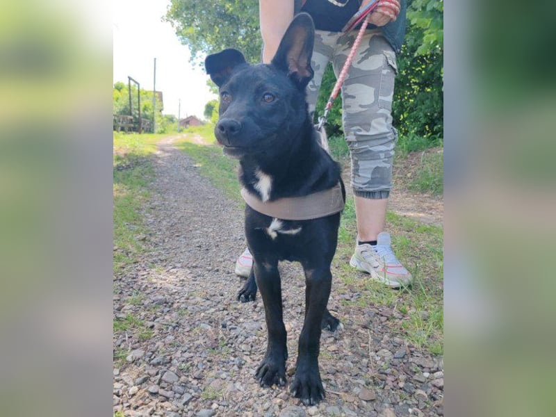 ♥ Filou ♥  freundlicher und offener Hundebub