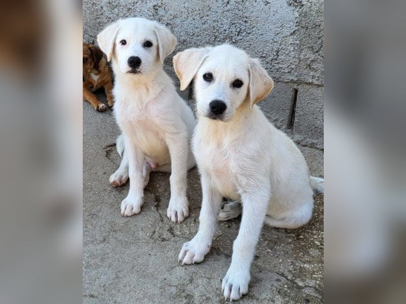 Schmusebub ♥ Taavi ♥ kleiner, freundlicher, verspielter Jungrüde