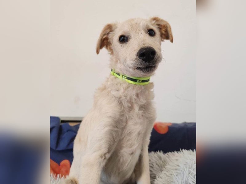 Klein ♥ Marley ♥ sucht seine treuen Menschen