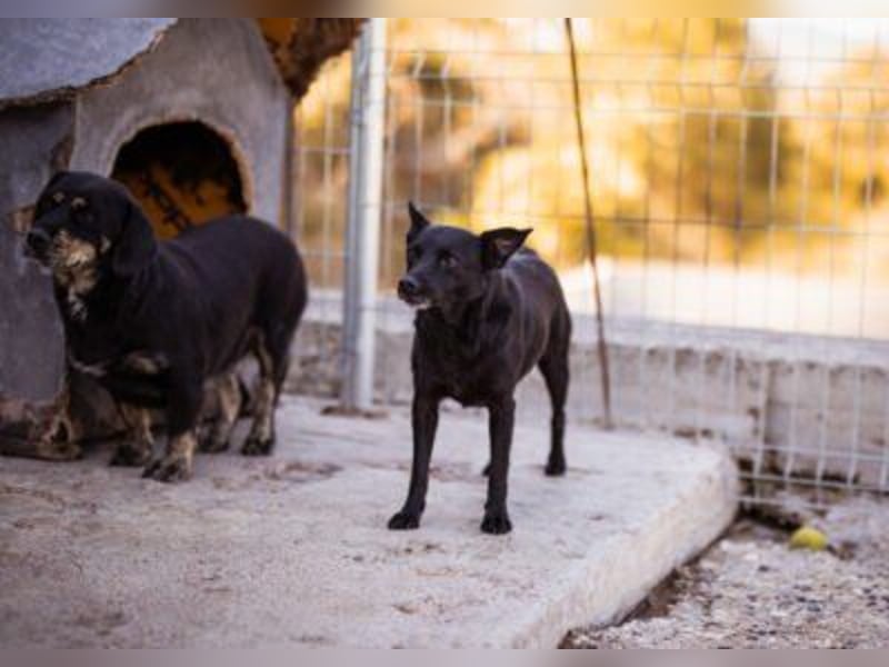 Zora: aufgeschlossen und treu!