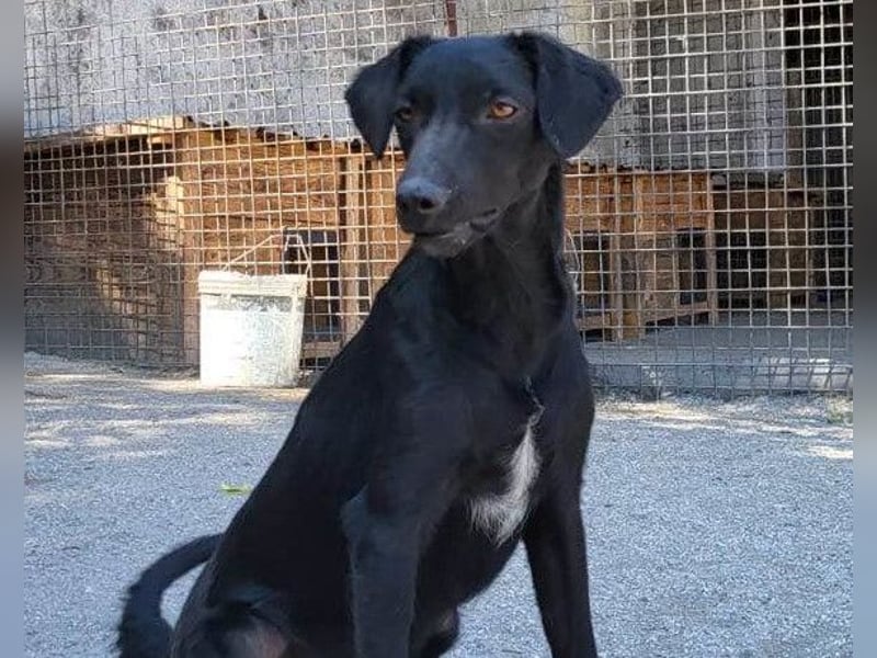 FREYA❤️zarte Seele zum Liebhaben wartet schon in 01640 Coswig! FREYA❤️zarte Seele zum Liebhaben wartet schon in 01640 Coswig!