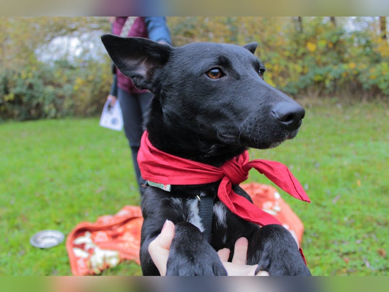 Schmusepfote THEO❤️ wartet in 18249 Bernitt auf seine Für-Immer-Menschen!