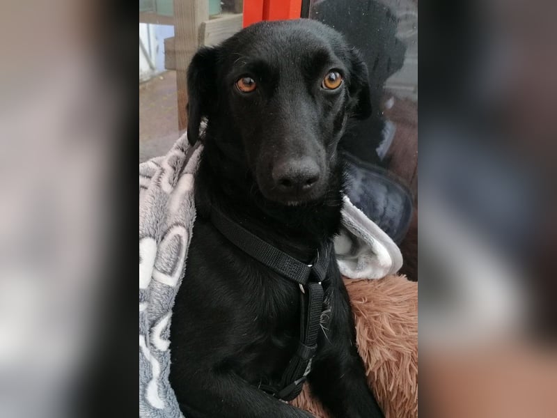 FREYA❤️zarte Seele zum Liebhaben wartet schon in 01640 Coswig! FREYA❤️zarte Seele zum Liebhaben wartet schon in 01640 Coswig!