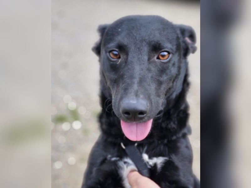 Schnuckel THEO❤️ wartet in 18249 Bernitt auf seine Für-Immer-Menschen!