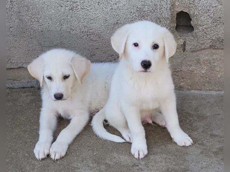 Schmusebub ♥Lorenz♥ der kleine Charmeur