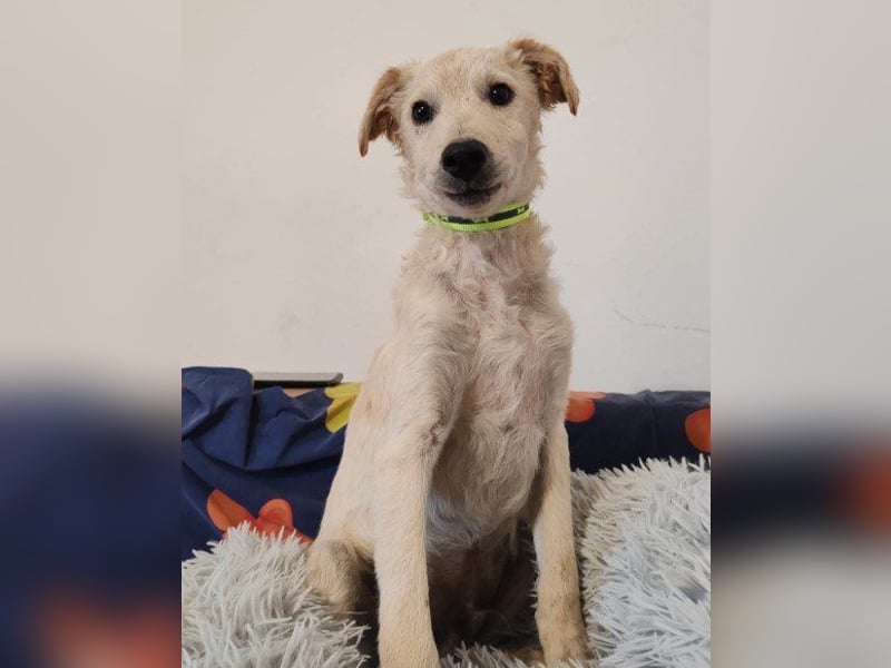 Klein ♥ Marley ♥ sucht seine treuen Menschen