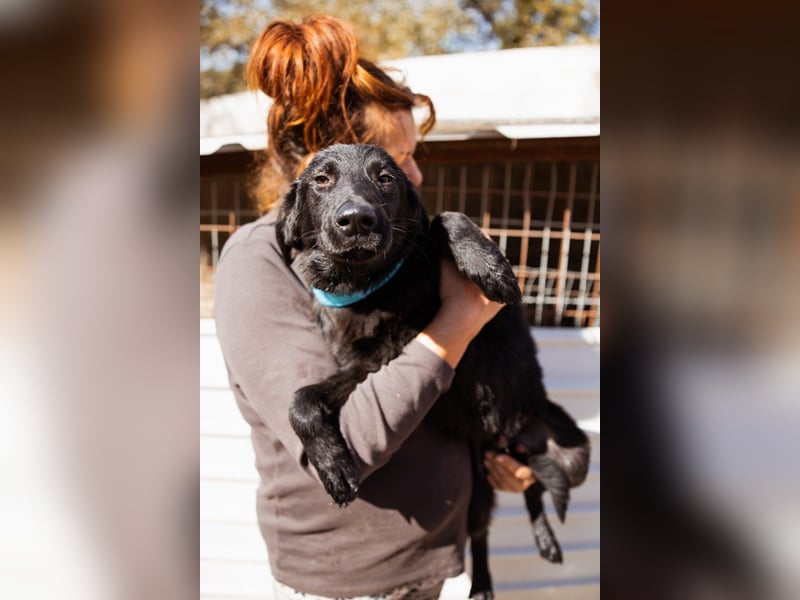 Jungrüde ♥Rhys♥ schnuckeliger Racker