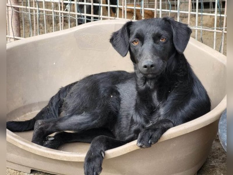 FREYA❤️zarte Seele zum Liebhaben wartet schon in 01640 Coswig! FREYA❤️zarte Seele zum Liebhaben wartet schon in 01640 Coswig!