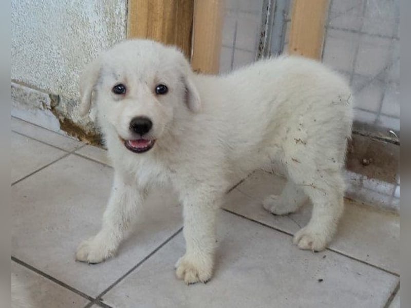 Schmusebub ♥ Taavi ♥ kleiner, freundlicher, verspielter Jungrüde