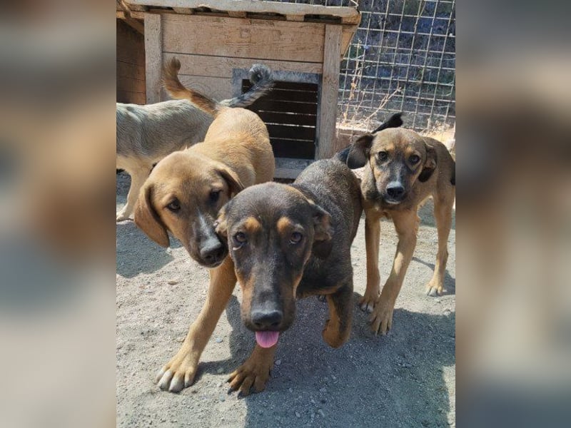 ♥ Paula ♥ eine rundum tolle Junghündin