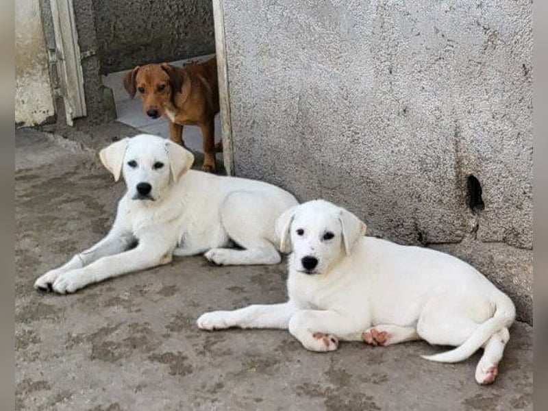 Schmusebub ♥ Taavi ♥ kleiner, freundlicher, verspielter Jungrüde