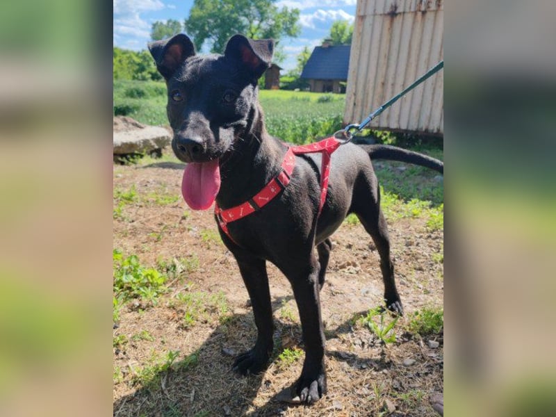 Kleine ♥ Kascha ♥ lieb und auch katzenverträglich Kleine ♥ Kascha ♥ lieb und auch katzenverträglich