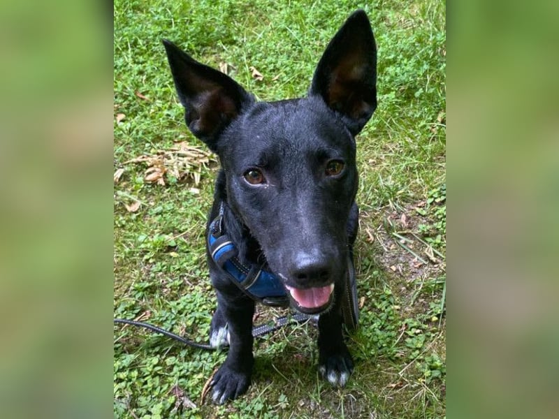 Schnuckel THEO❤️ wartet in 18249 Bernitt auf seine Für-Immer-Menschen!